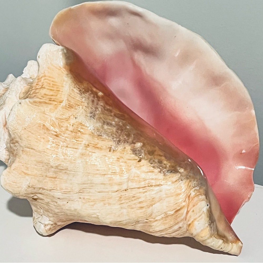 Large Conch Shell